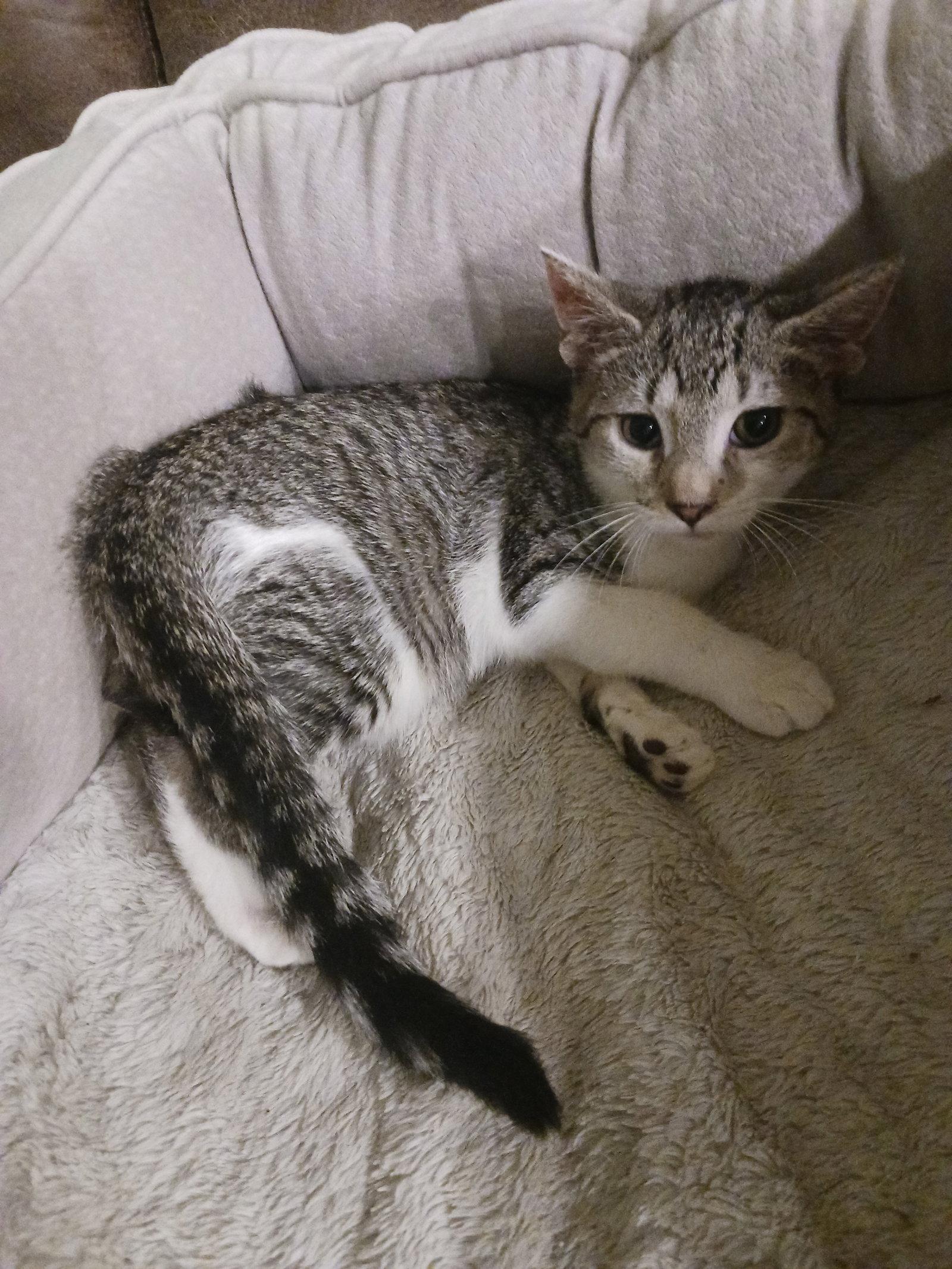 Allspice (3399) Adopted, Adopted, Kitten Female Domestic Short Hair.