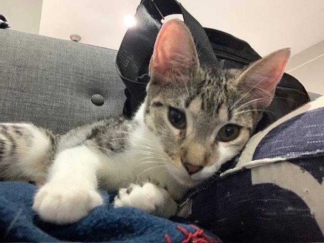 Allspice (3399) Adopted, a Adopted Domestic Short Hair in Wesley Chapel, FL image 2/3