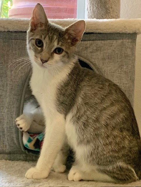 Allspice (3399) Adopted, a Adopted Domestic Short Hair in Wesley Chapel, FL image 3/3