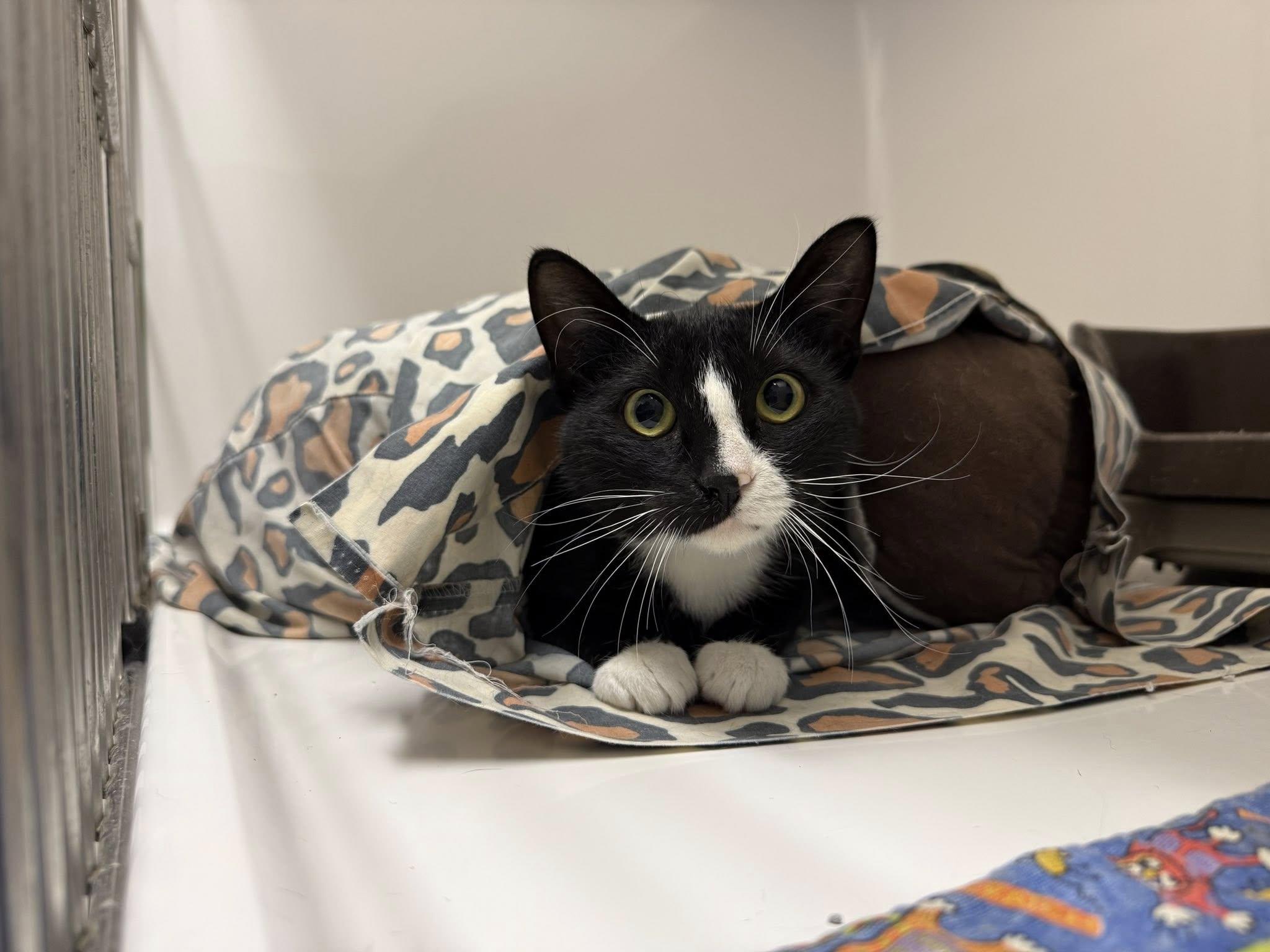 Enlarge Ridley, a Adoptable mixed breed in Diamondville, WY image 1/1