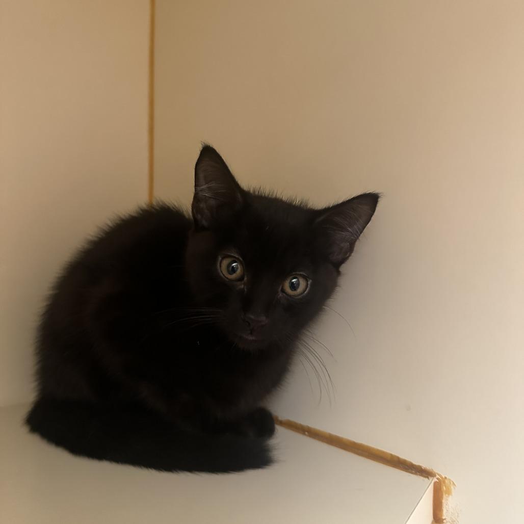 Enlarge Tommy Tank, a Adoptable Domestic Medium Hair in Murray, UT image 1/1