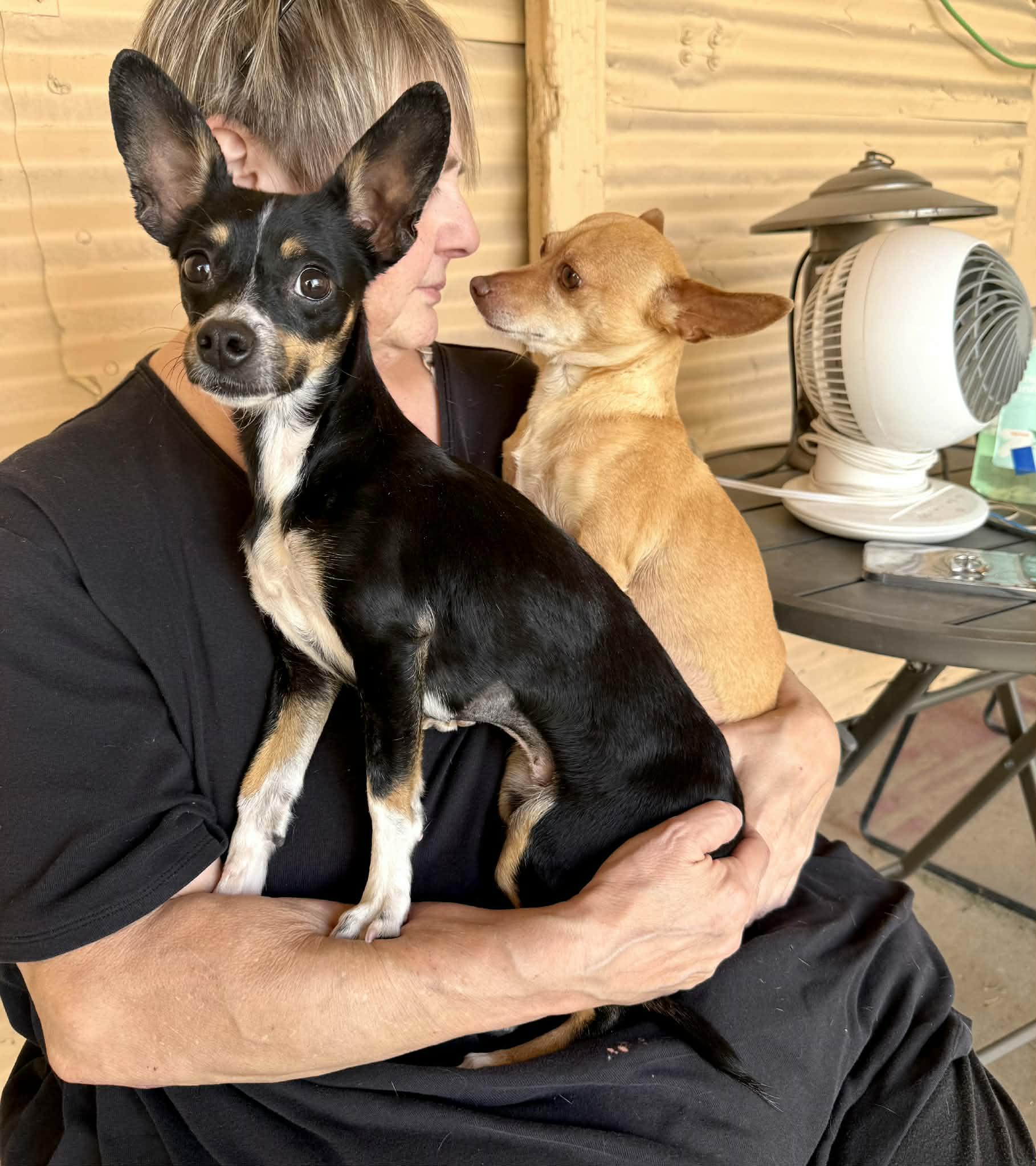 Enlarge Sophie, an adopted mixed breed in PHOENIX, AZ image 3/6