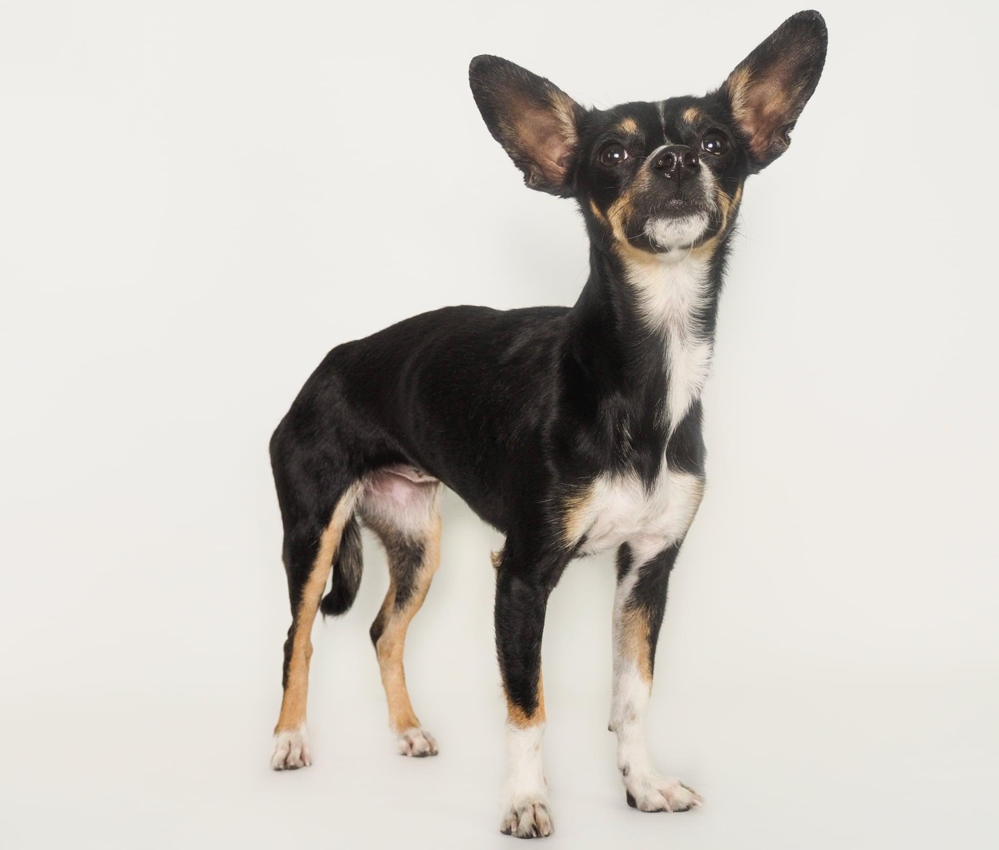 Enlarge Sophie, an adopted mixed breed in PHOENIX, AZ image 2/6