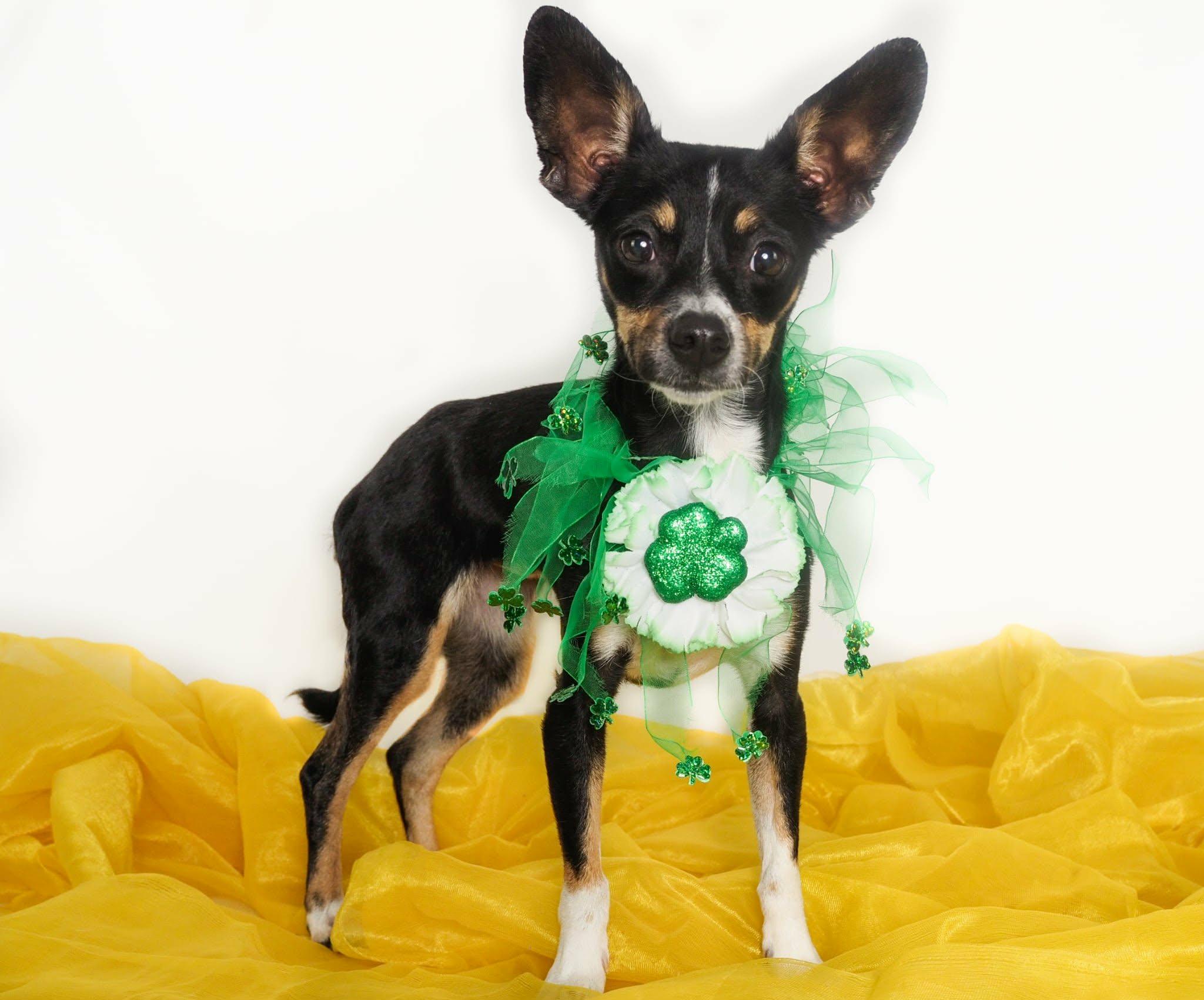 Enlarge Sophie, an adopted mixed breed in PHOENIX, AZ image 1/6