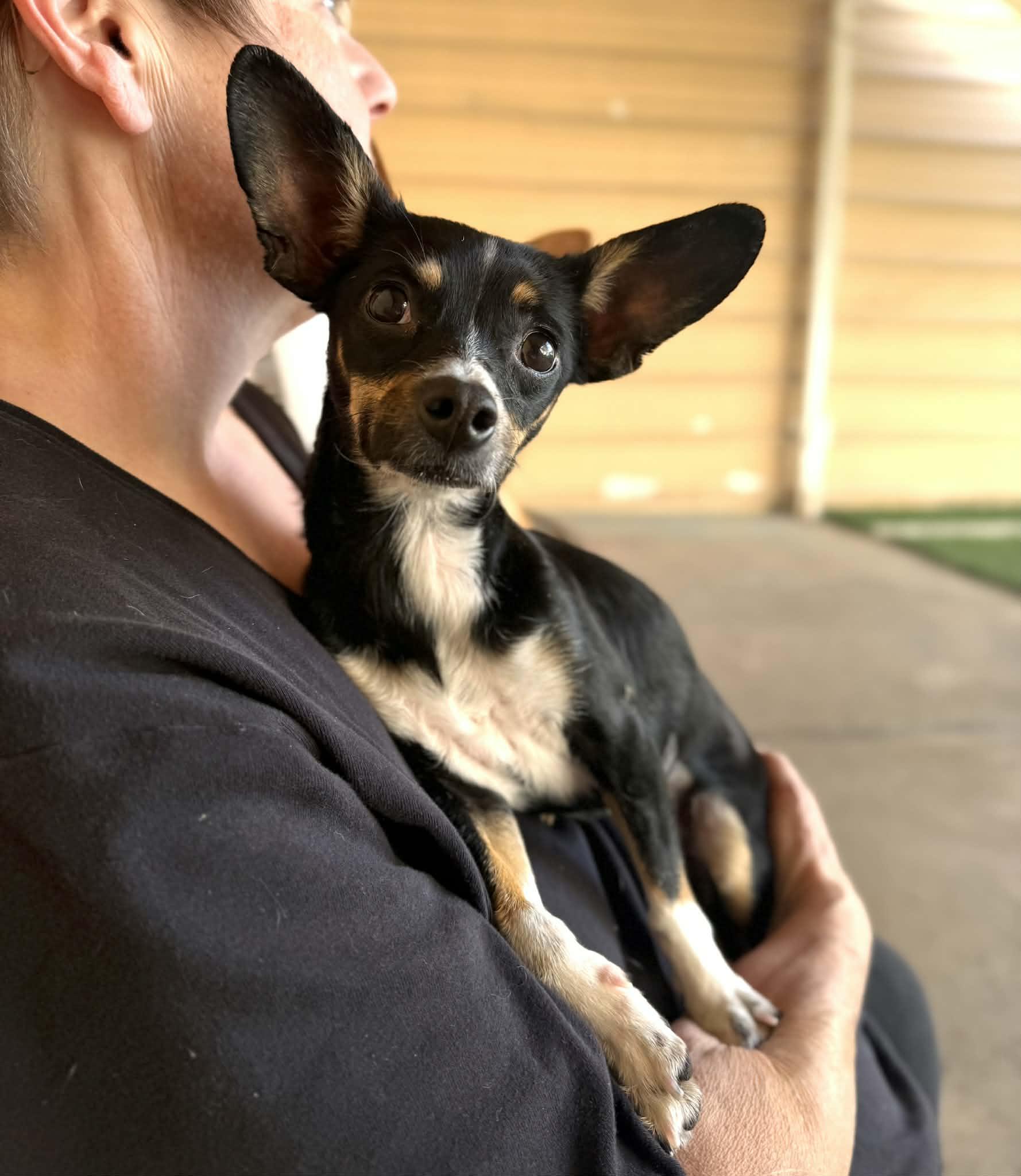 Enlarge Sophie, an adopted mixed breed in PHOENIX, AZ image 4/6