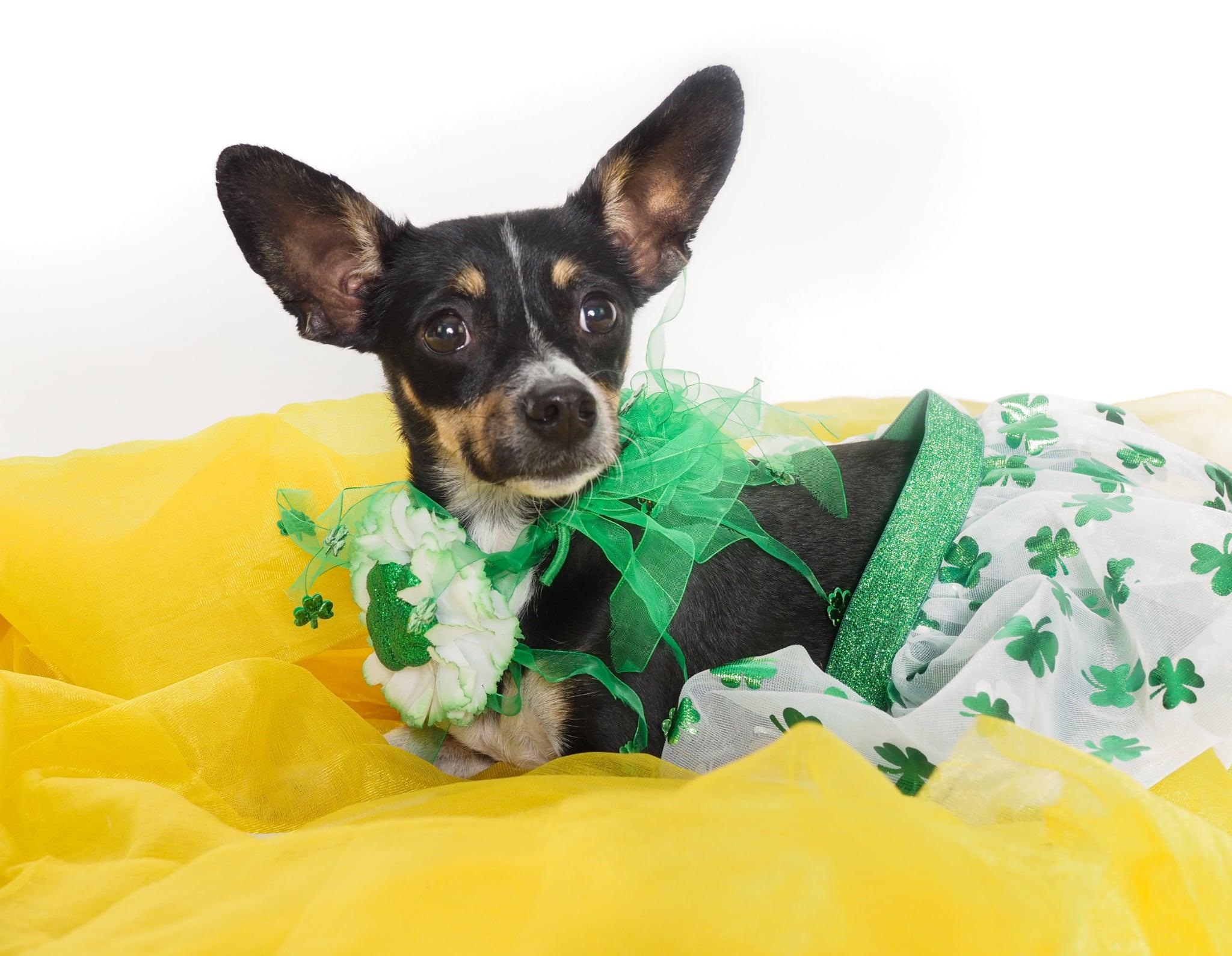 Enlarge Sophie, an adopted mixed breed in PHOENIX, AZ image 5/6