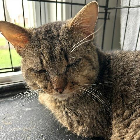 Enlarge Woodpecker, a Adoptable Domestic Short Hair in Edwardsville, IL image 1/3