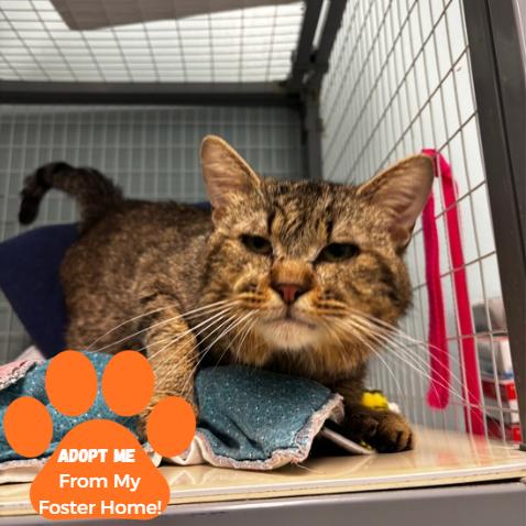 Enlarge Woodpecker, a Adoptable Domestic Short Hair in Edwardsville, IL image 2/3