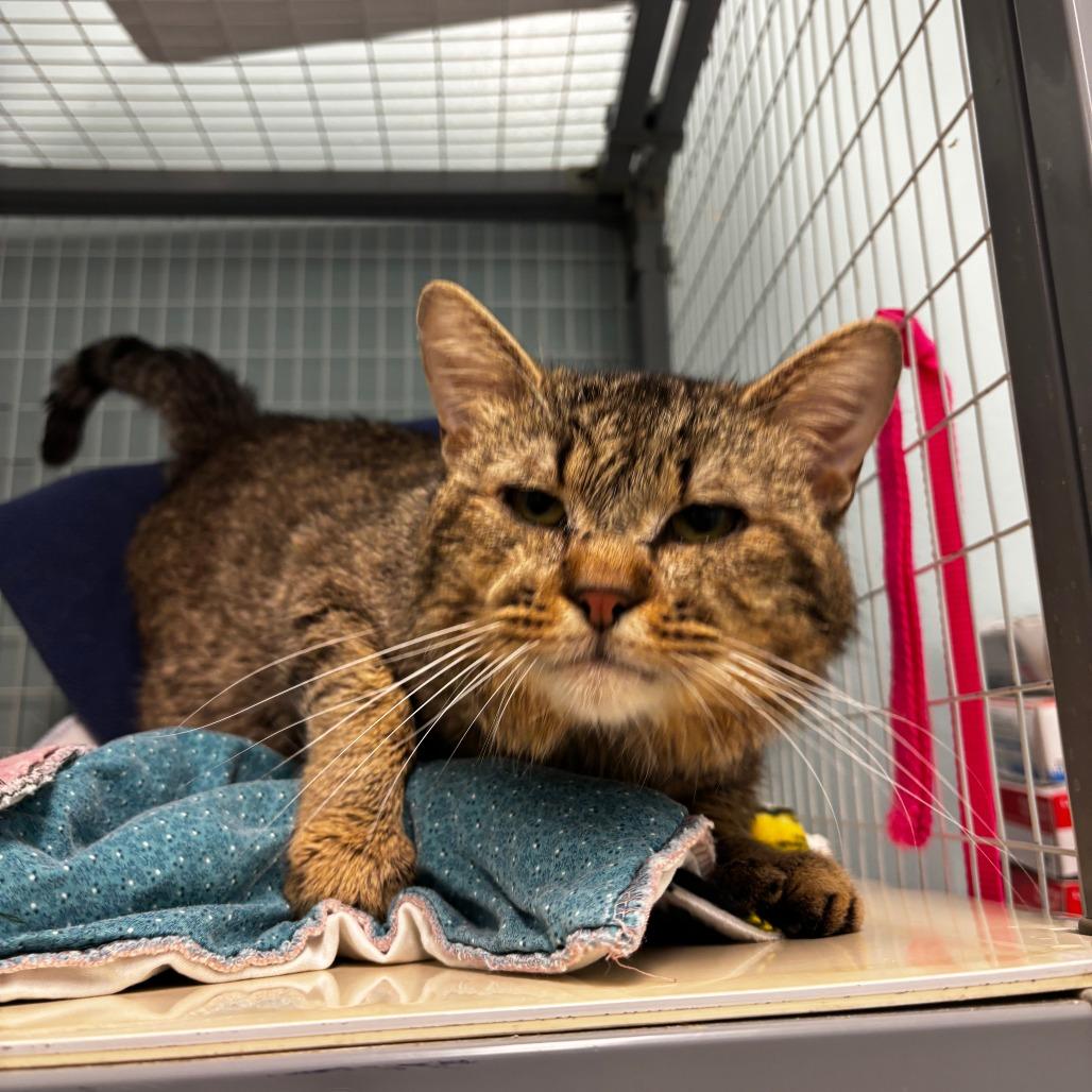 Enlarge Woodpecker, a Adoptable Domestic Short Hair in Edwardsville, IL image 3/3