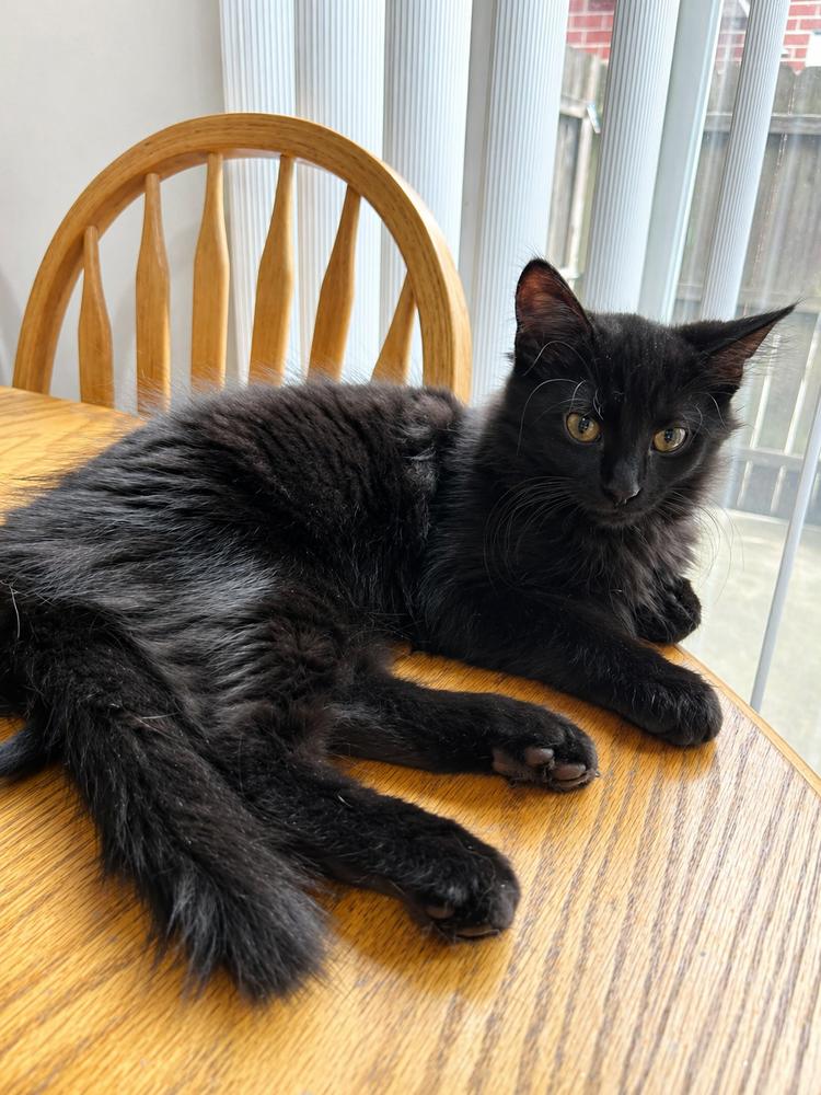 Enlarge Mamoru, a Adoptable mixed breed in Homer Glen, IL image 1/1