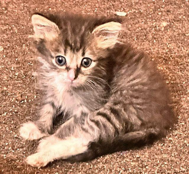 Enlarge LEO, a Adoptable Domestic Medium Hair in Powder Springs, GA image 1/3
