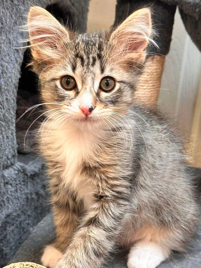 Enlarge LEO, a Adoptable Domestic Medium Hair in Powder Springs, GA image 2/3