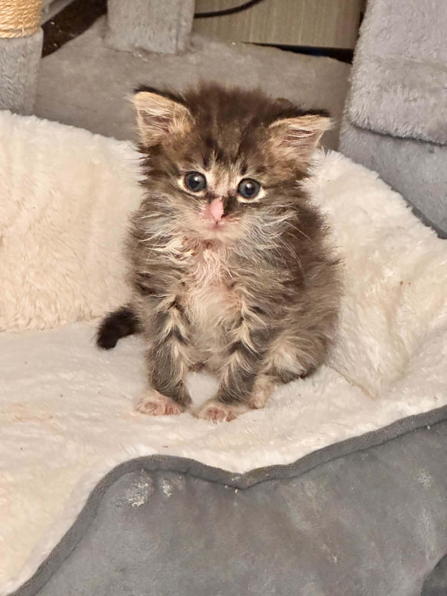 Enlarge LEO, a Adoptable Domestic Medium Hair in Powder Springs, GA image 3/3