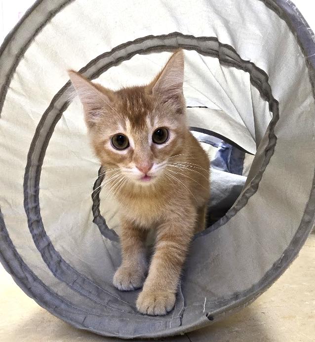 Enlarge Sunfyre, a ADOPTABLE Domestic Medium Hair in Red Wing, MN image 2/3