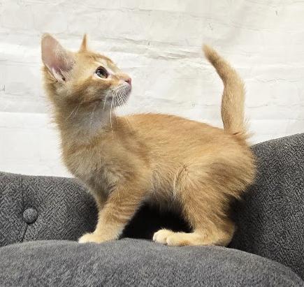 Enlarge Sunfyre, a ADOPTABLE Domestic Medium Hair in Red Wing, MN image 3/3