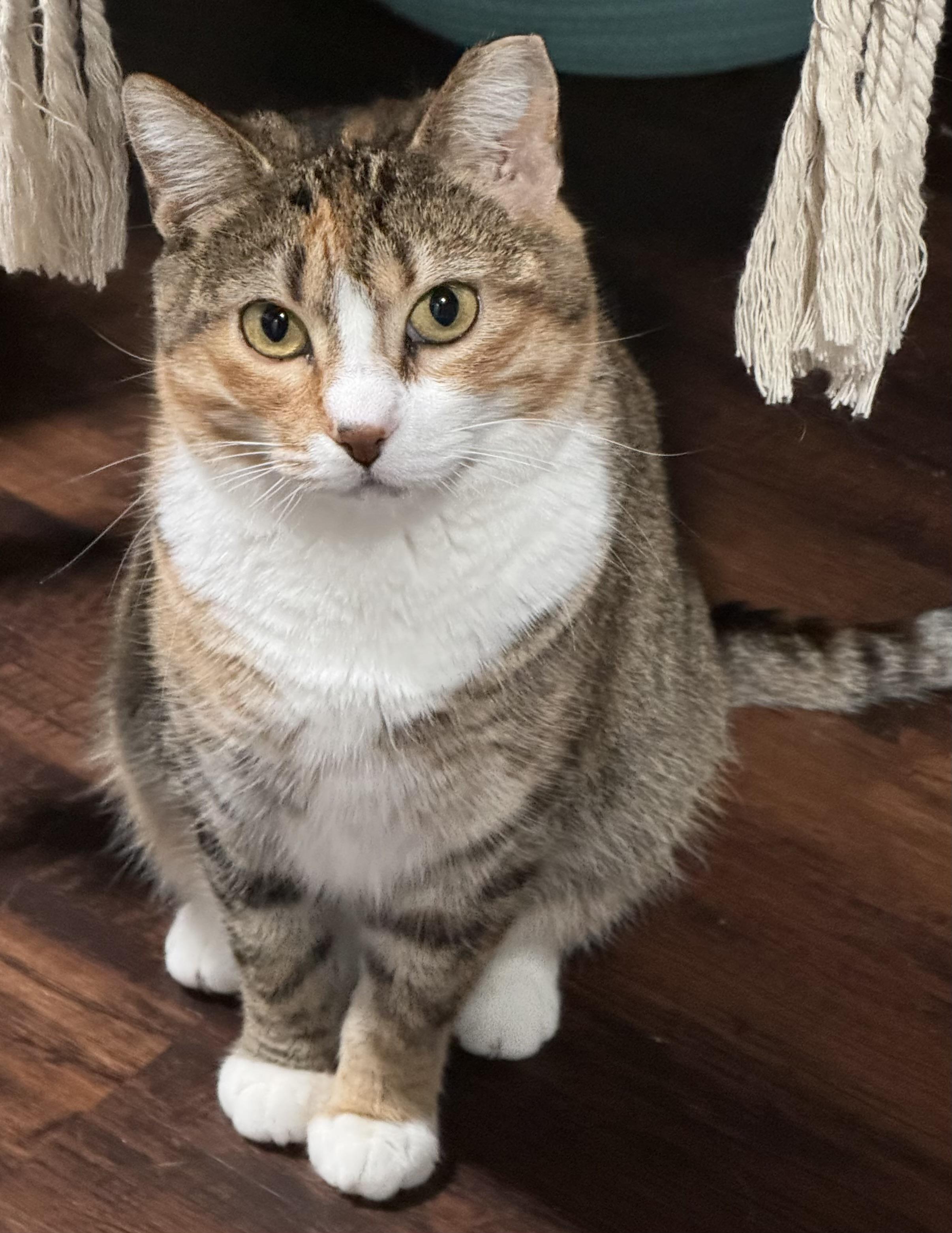 Max, Adoptable, Adult Female Domestic Short Hair.