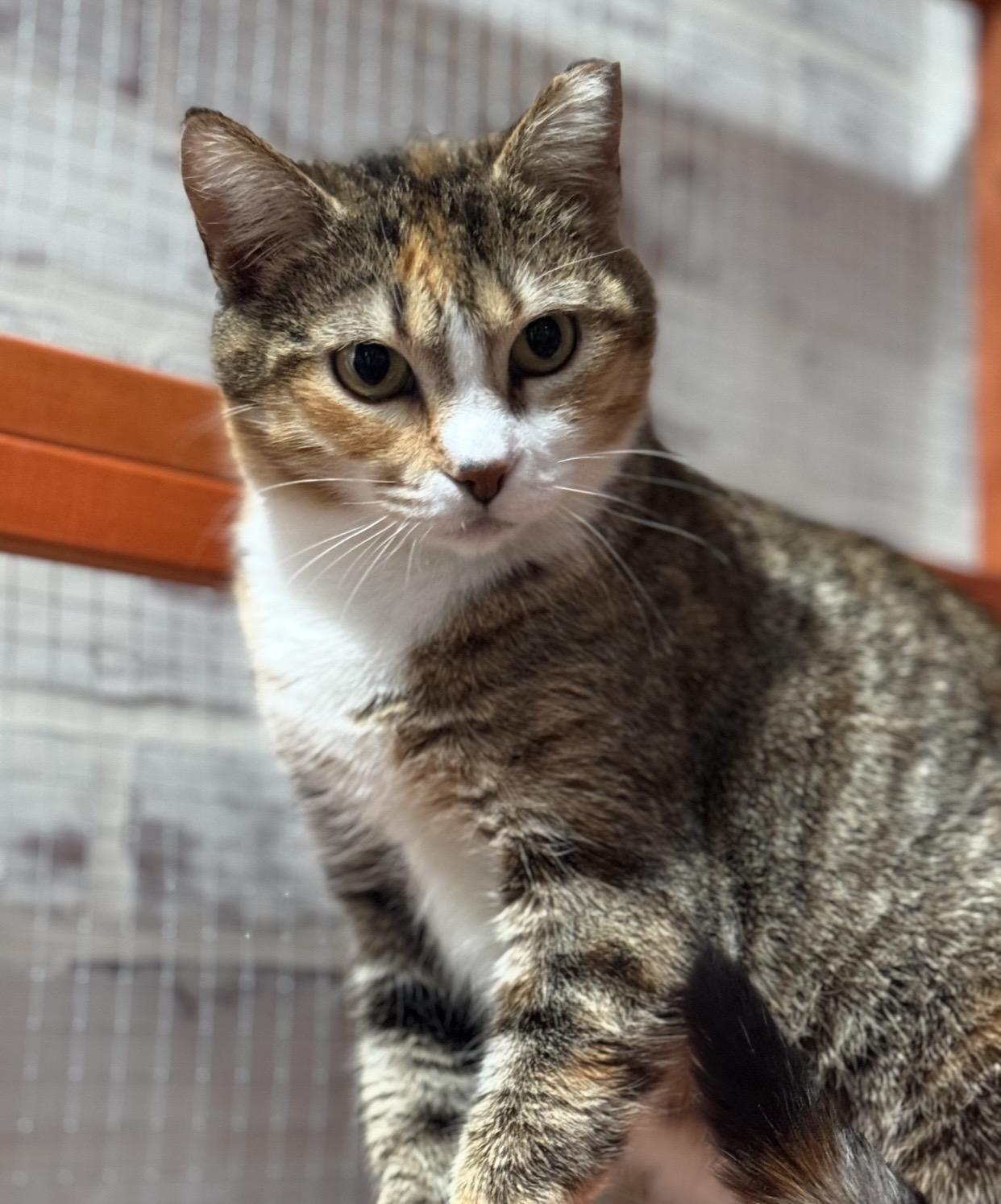 Enlarge Max, a Adoptable Domestic Short Hair in Port Washington, WI image 2/4