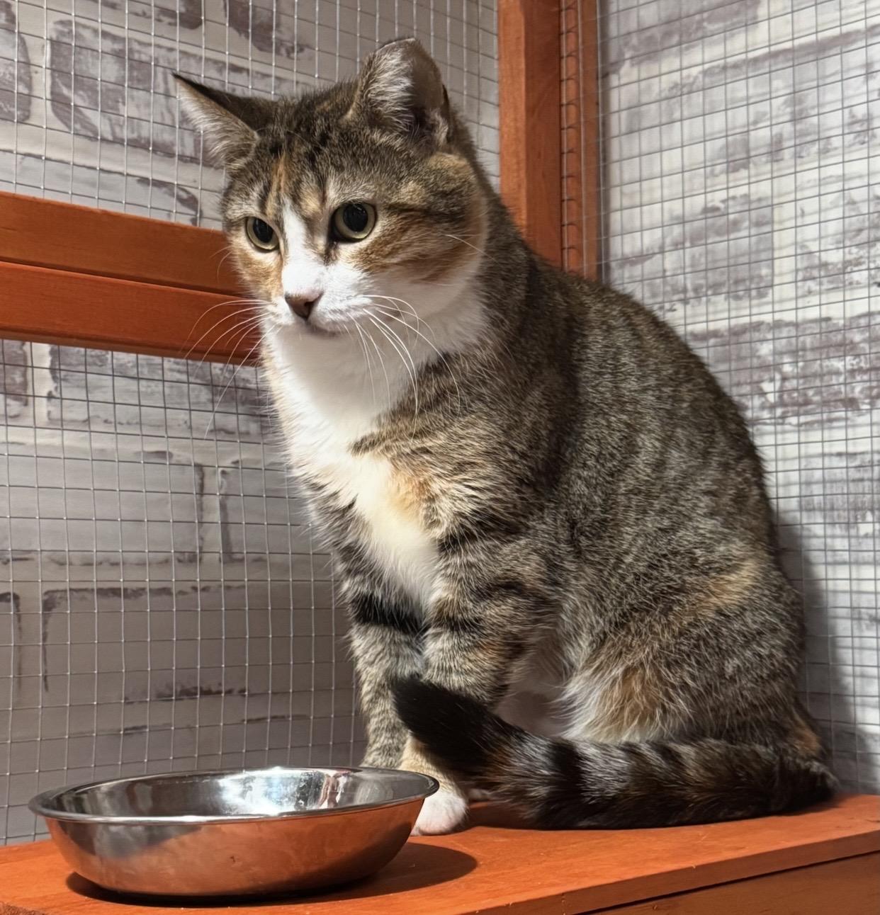 Enlarge Max, a Adoptable Domestic Short Hair in Port Washington, WI image 1/4