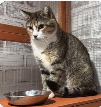 Max, a Adoptable Domestic Short Hair in Port Washington, WI image 2/6