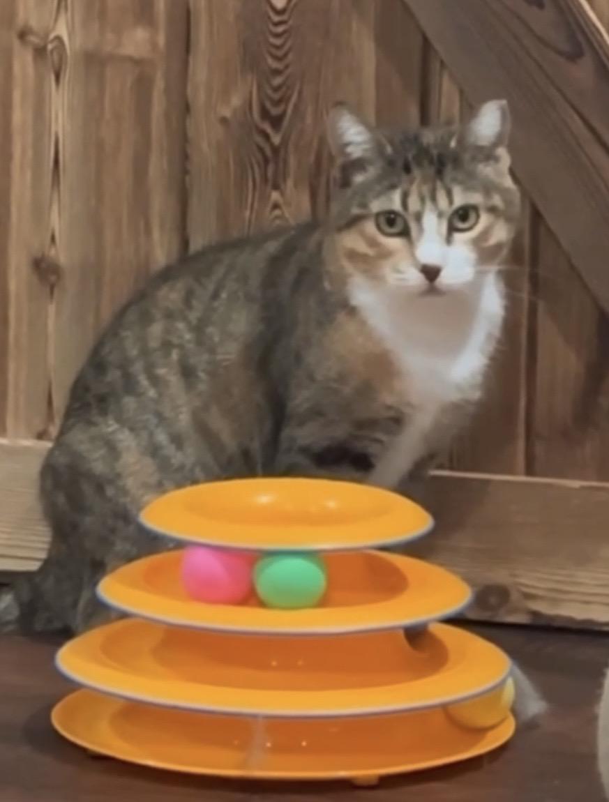 Max, a Adoptable Domestic Short Hair in Port Washington, WI image 3/6