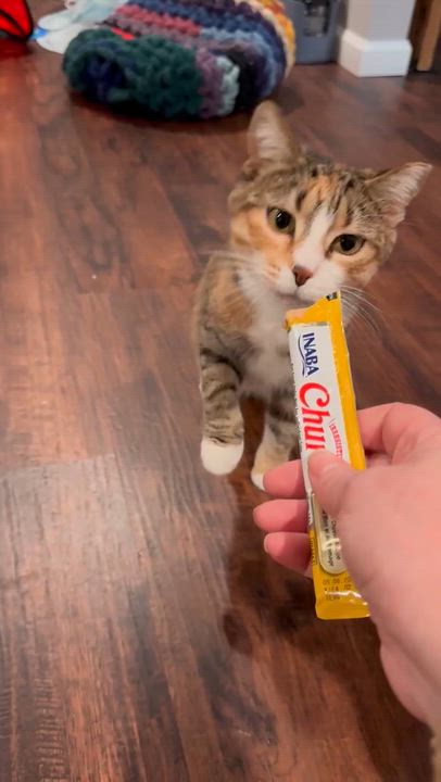 Enlarge Max, a Adoptable Domestic Short Hair in Port Washington, WI video 6/6