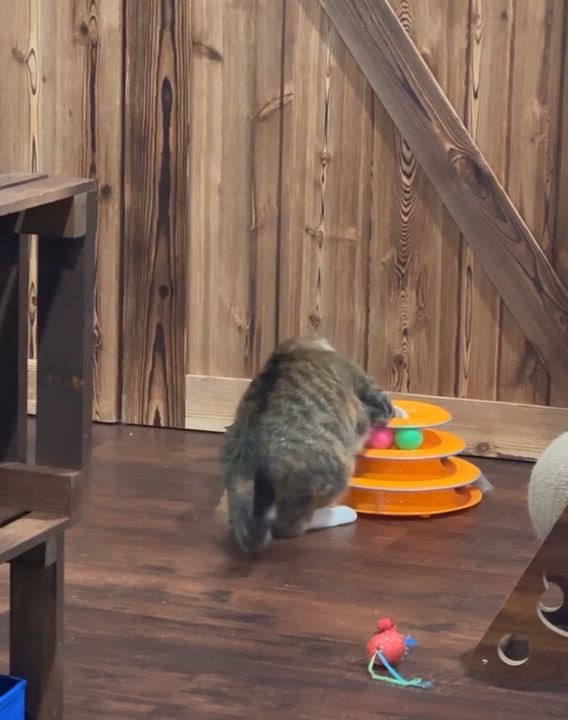 Enlarge Max, a Adoptable Domestic Short Hair in Port Washington, WI video 4/4