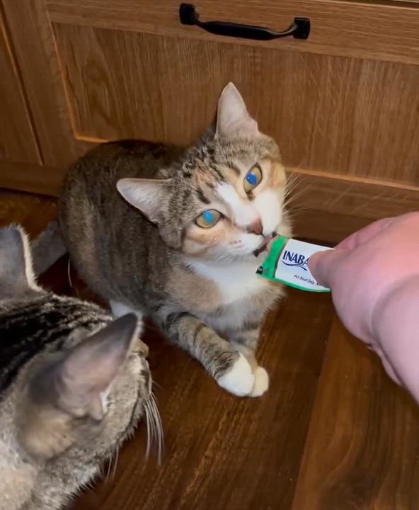 Enlarge Max, a Adoptable Domestic Short Hair in Port Washington, WI video 3/4