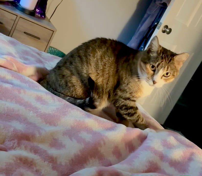 Enlarge Max, a Adoptable Domestic Short Hair in Port Washington, WI video 5/6