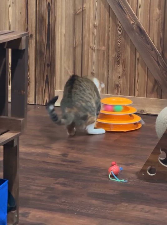 Enlarge Max, a Adoptable Domestic Short Hair in Port Washington, WI video 4/6