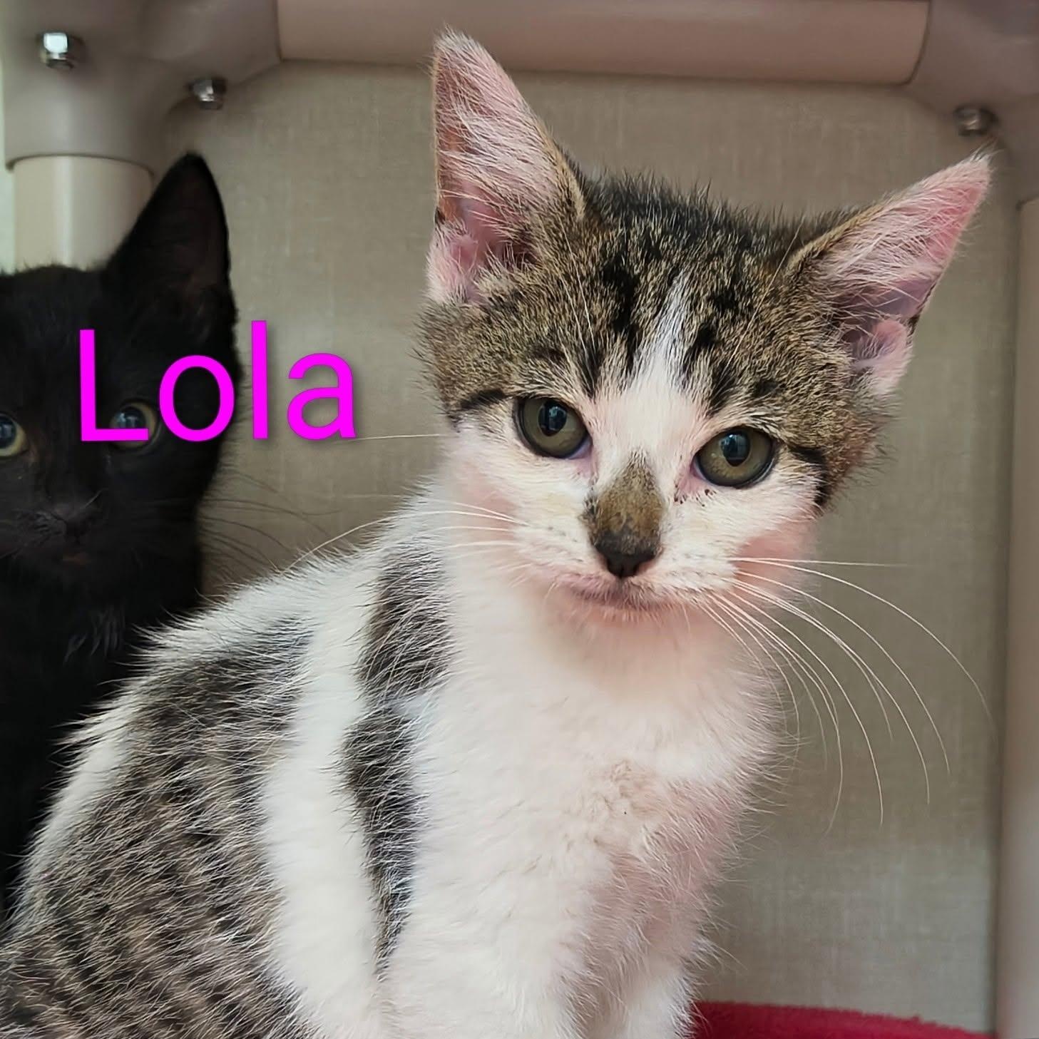 Lola, Adopted, Kitten Female Domestic Short Hair.