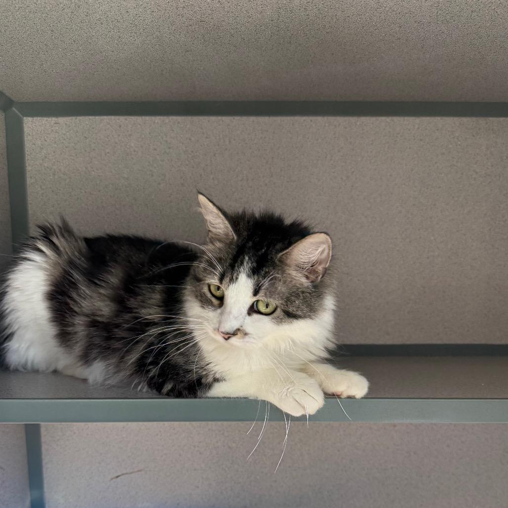 Enlarge Munchkin 2026, a Adoptable Domestic Long Hair in Bensalem, PA image 1/3