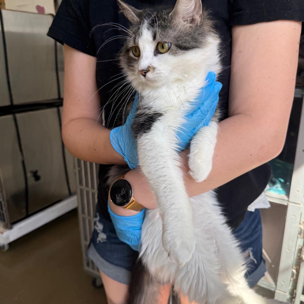 Enlarge Munchkin 2026, a Adoptable Domestic Long Hair in Bensalem, PA image 2/3