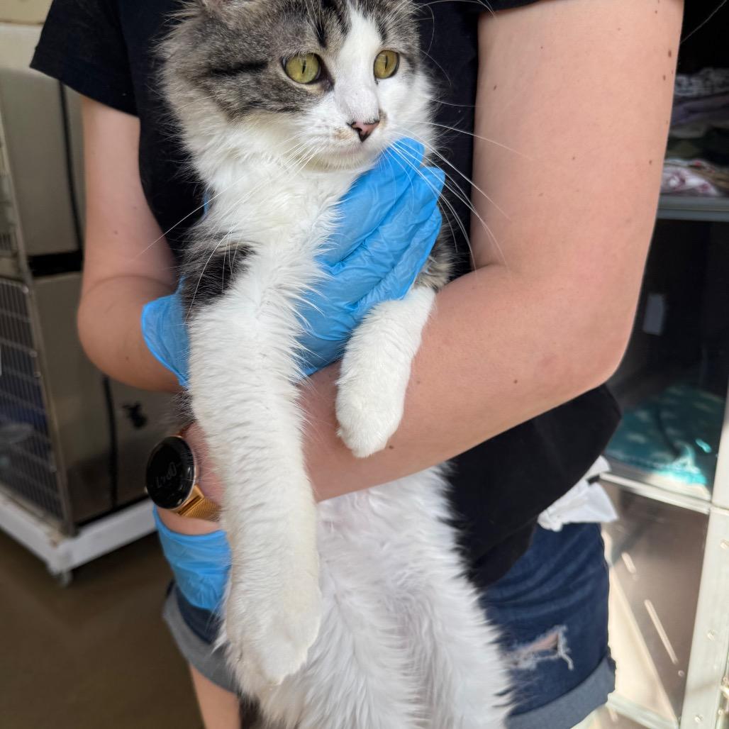 Enlarge Munchkin 2026, a Adoptable Domestic Long Hair in Bensalem, PA image 3/3