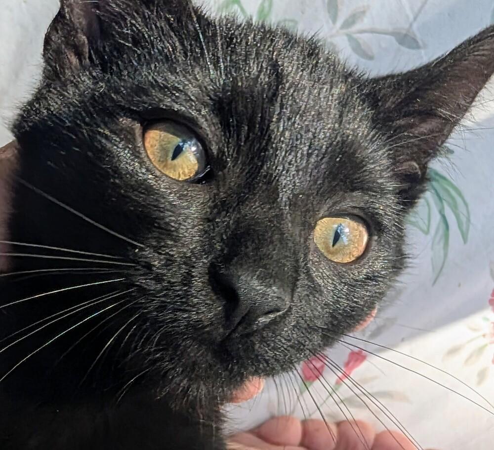 Ronnie, Adoptable, Kitten Male Domestic Short Hair.
