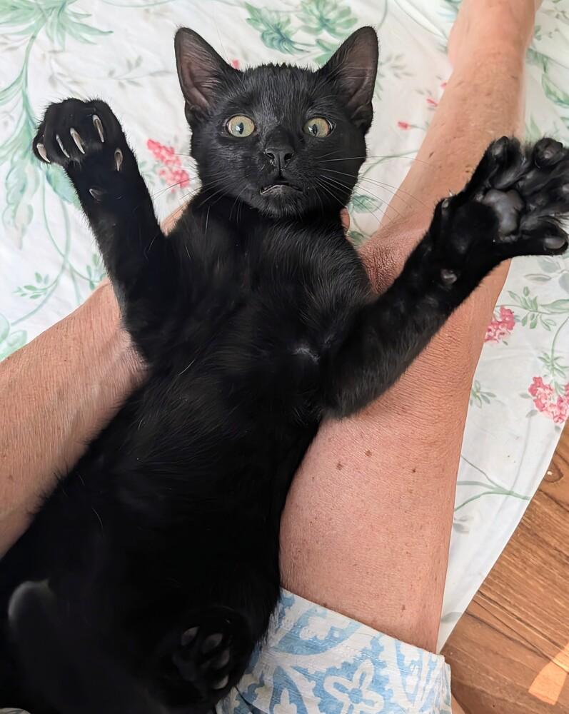 Ronnie, a Adoptable Domestic Short Hair in Louisa, VA image 3/5