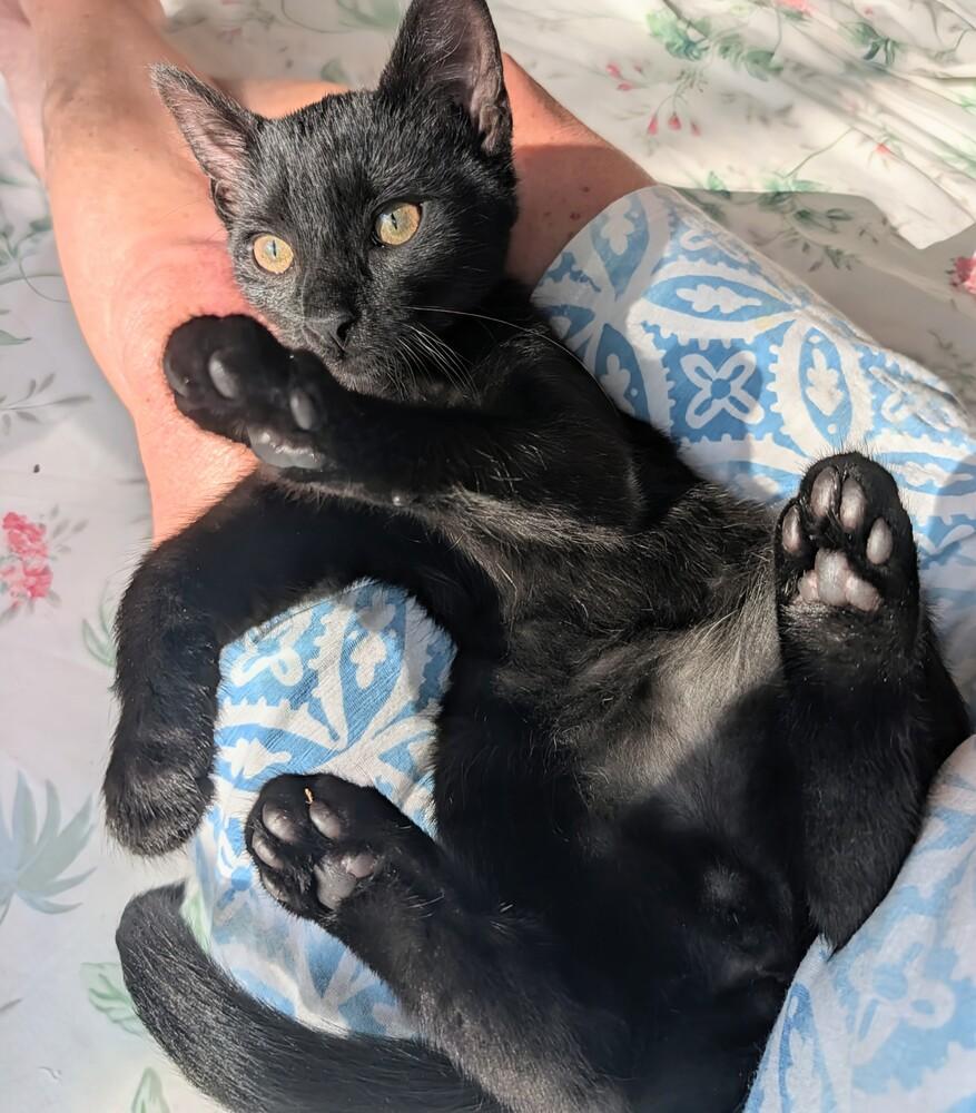 Ronnie, a Adoptable Domestic Short Hair in Louisa, VA image 4/5