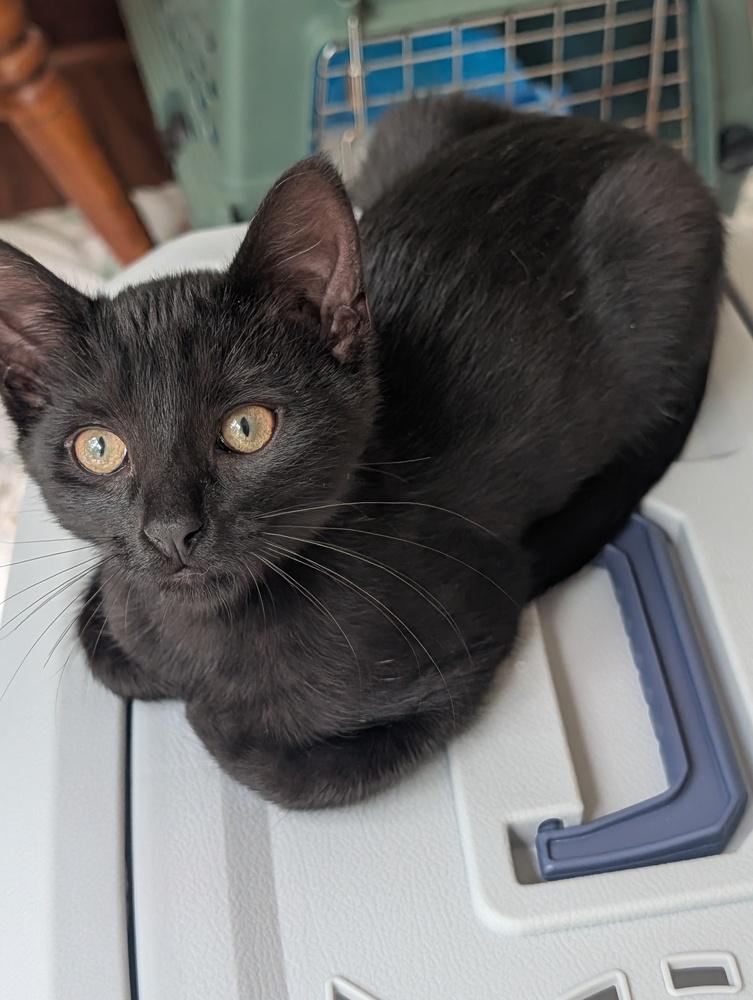 Ronnie, a Adoptable Domestic Short Hair in Louisa, VA image 5/5