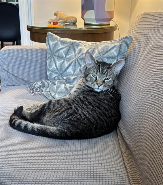 ROBERT, Adoptable, Adult Male Domestic Short Hair.