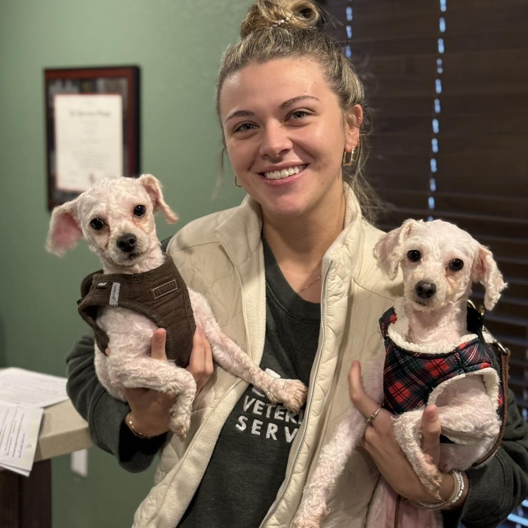 Rosemary and Sage, ADOPTABLE, Adult Female Poodle.