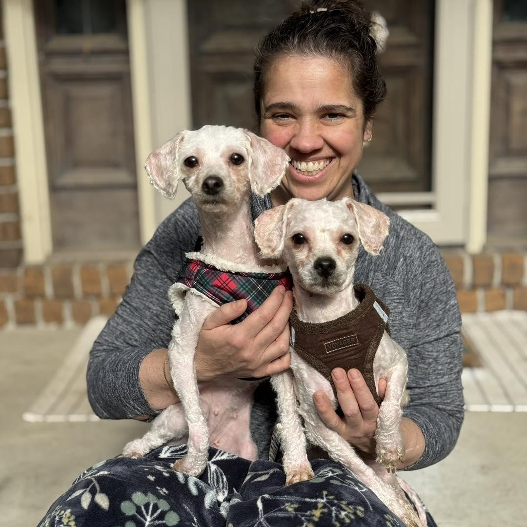 Enlarge Rosemary and Sage, a ADOPTABLE Poodle in Savannah, GA image 2/3