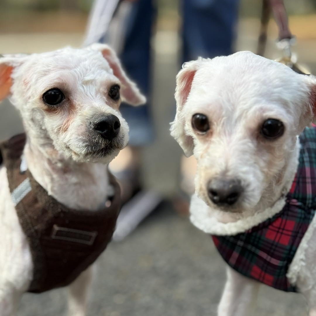 Enlarge Rosemary and Sage, a ADOPTABLE Poodle in Savannah, GA image 3/3