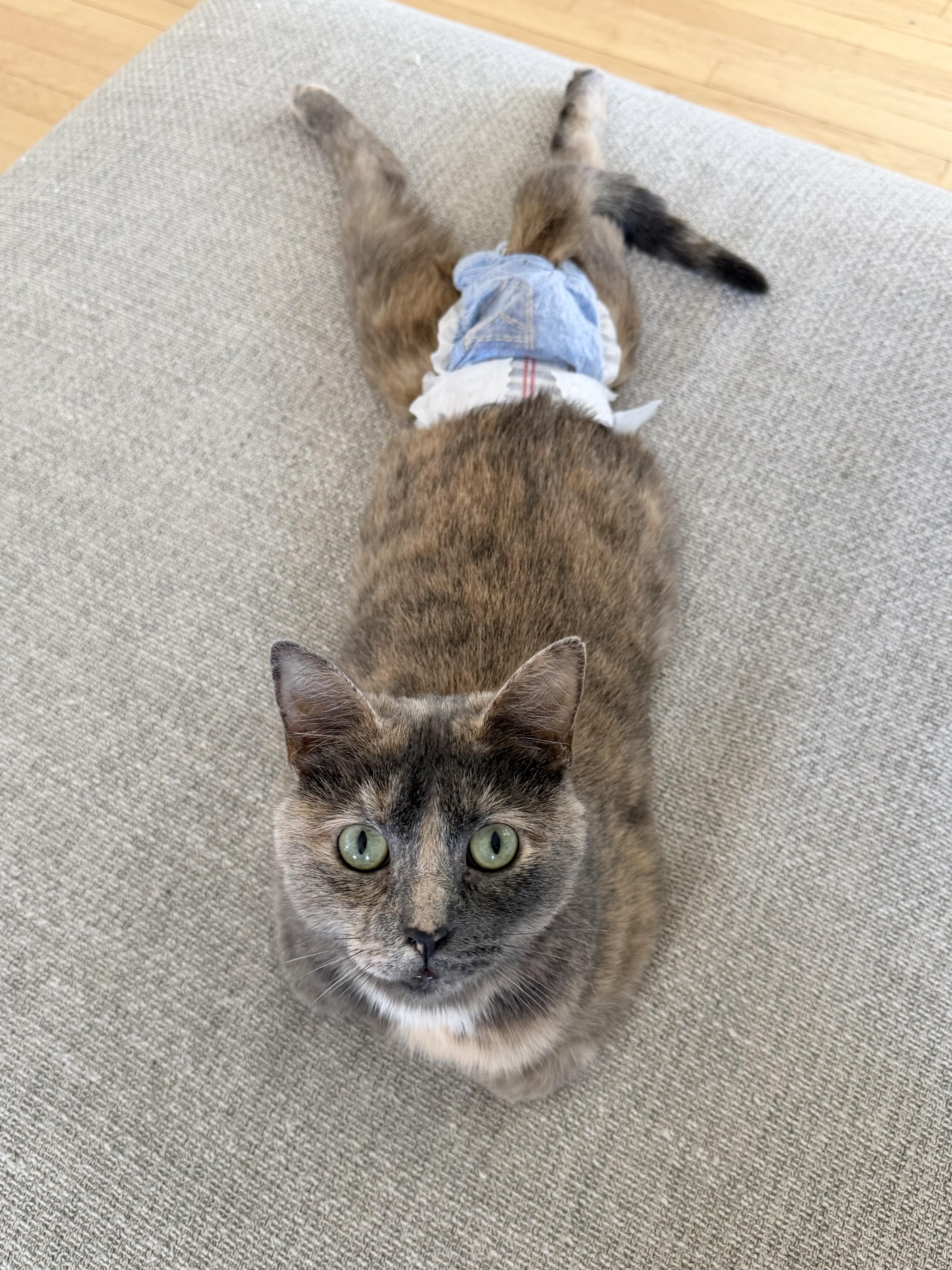 Enlarge Gracie, Differently Abled and absolutely perfect, a Adoptable Dilute Tortoiseshell in West Haven, CT image 1/4