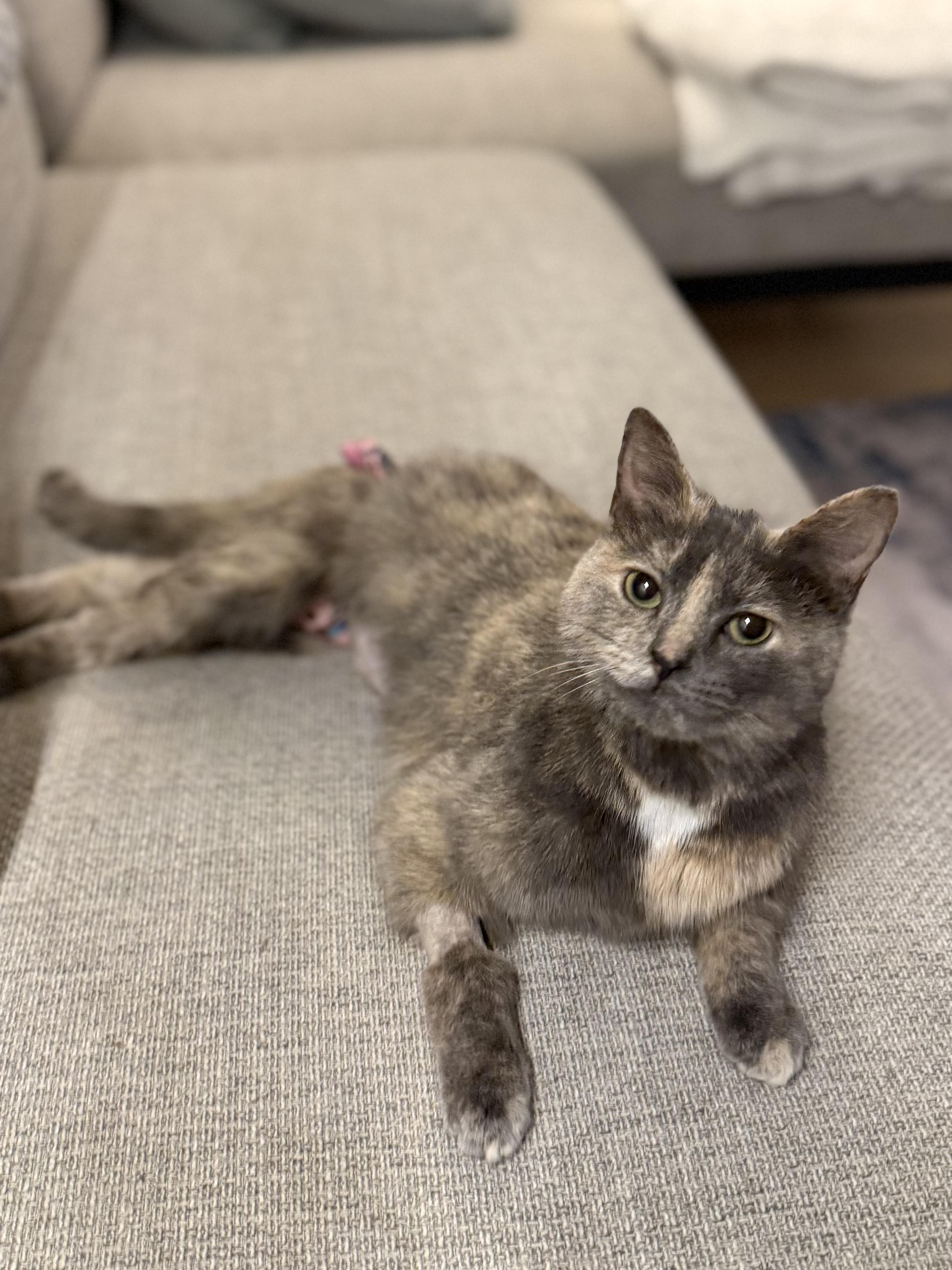 Enlarge Gracie, Differently Abled and absolutely perfect, a Adoptable Dilute Tortoiseshell in West Haven, CT image 2/4