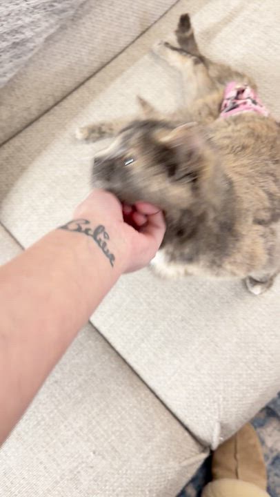 Enlarge Gracie, Differently Abled and absolutely perfect, a Adoptable Dilute Tortoiseshell in West Haven, CT video 4/4