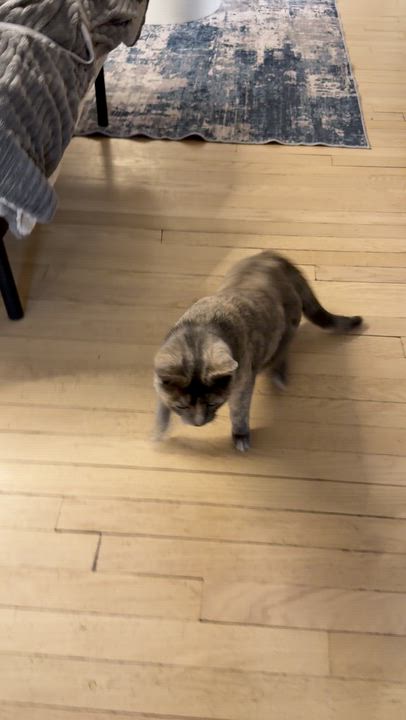 Enlarge Gracie, Differently Abled and absolutely perfect, a Adoptable Dilute Tortoiseshell in West Haven, CT video 3/4
