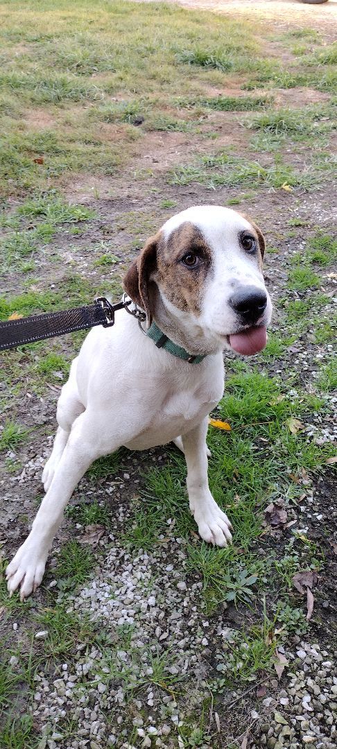 Enlarge Edward, a Adoptable mixed breed in Jasonville, IN image 2/4