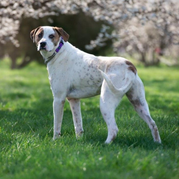 Edward, Adoptable, Young Male Hound.