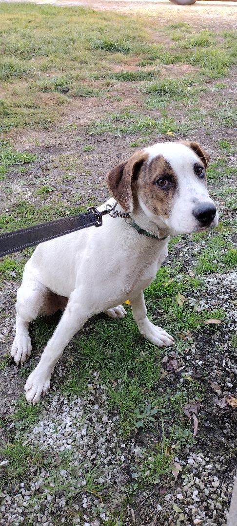 Enlarge Edward, a Adoptable mixed breed in Jasonville, IN image 3/4