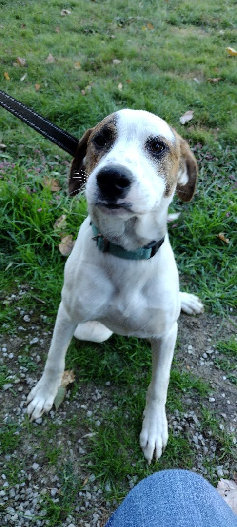 Enlarge Edward, a Adoptable mixed breed in Jasonville, IN image 4/4
