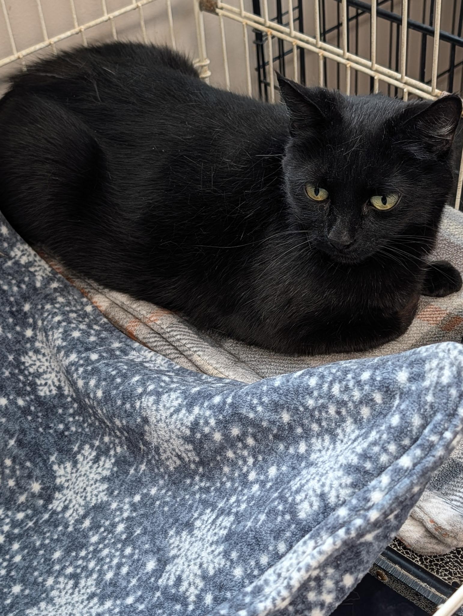 Mama, a ADOPTABLE Domestic Short Hair in Lapeer, MI image 2/4